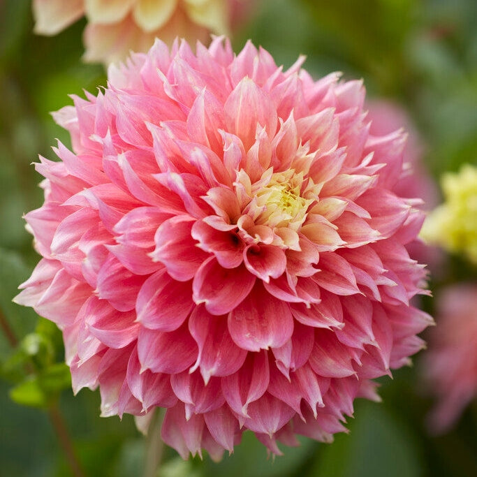 Dahlia Fubuki Kogane 1-pakning